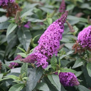 Buddleia x 'SMNBDO' Pugster Periwinkle® PP28796