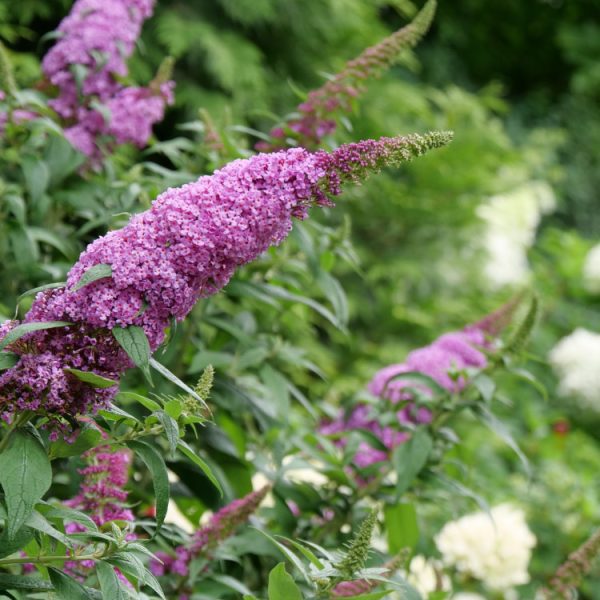 Buddleia Pugster Pinker