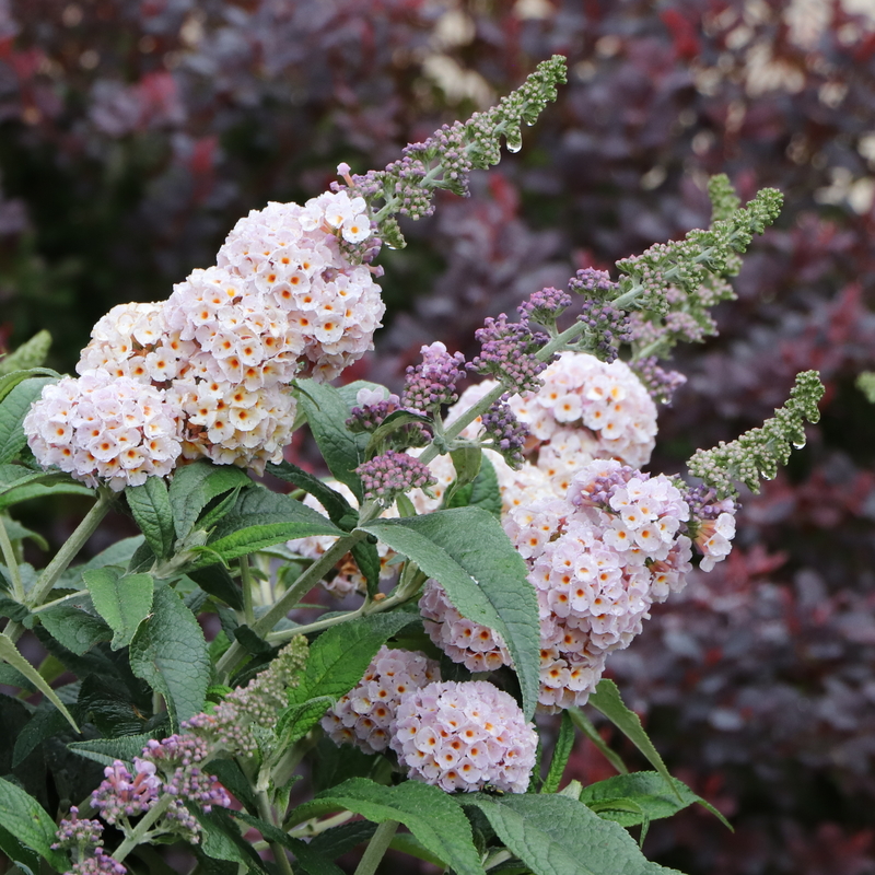 Clusters of pale pink lantana flowers with yellow centers on a green shrub.