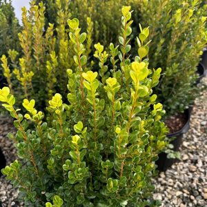 Buxus NewGen Freedom® 'SB300' PP32421