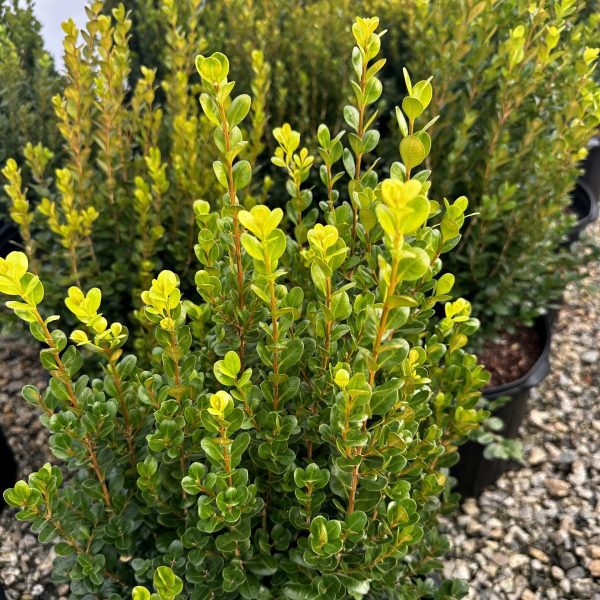 Buxus NewGen Freedom® 'SB300' PP32421