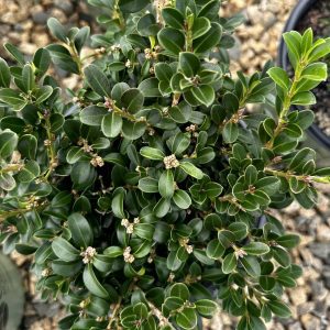 Buxus NewGen Independence® 'SB108' PP28888
