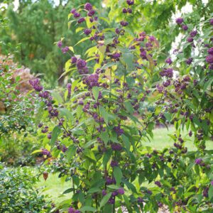 Beautyberry shrub with bright purple berry clusters along green branches in a garden setting.