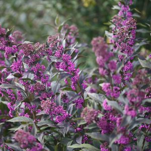 Callicarpa Pearl Glam
