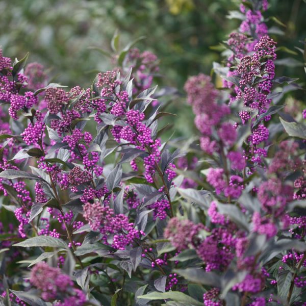 Callicarpa Pearl Glam