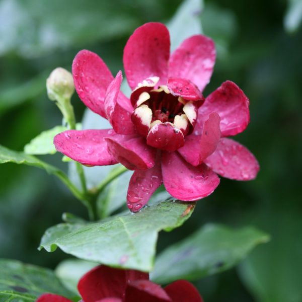 Calycanthus Aphrodite