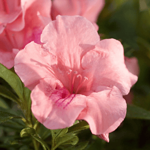 Close-up of a soft pink azalea blossom with delicate petals and visible stamens surrounded by green leaves