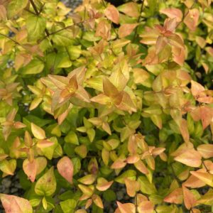Abelia 'SRPabeper' Peach Perfection® PP30954