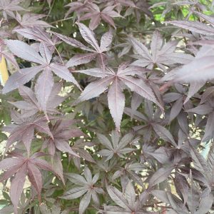 Acer palmatum 'Emperor I'
