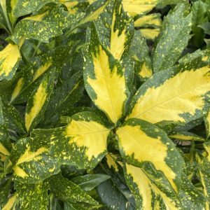 Aucuba japonica 'Picturata'
