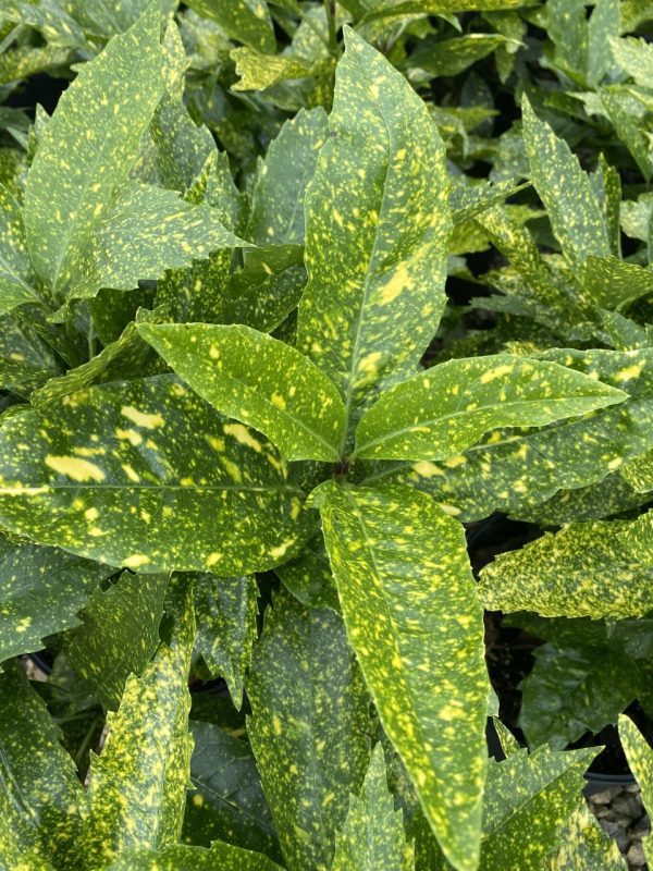 Aucuba japonica 'Gold Dust'