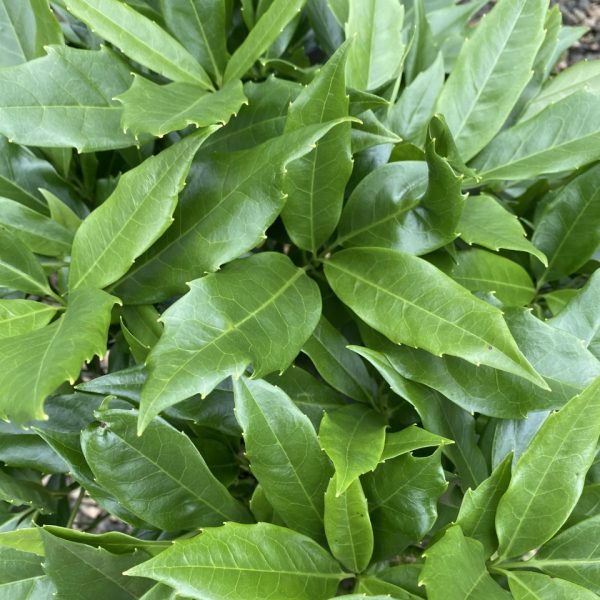 Aucuba japonica 'Serratifolia'