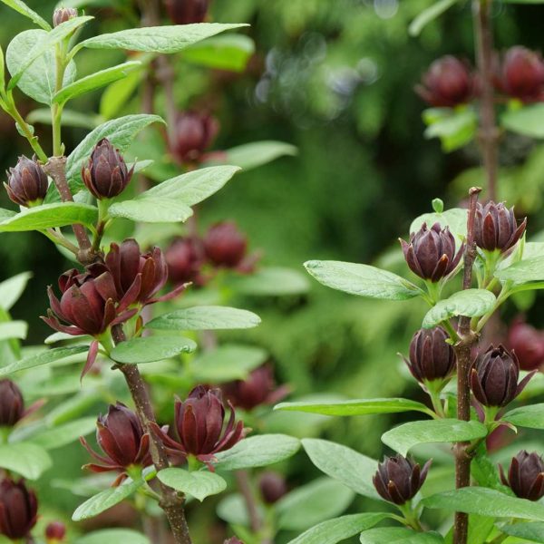 Calycanthus floridus 'SMNCAF' Simply Scentsational® PP33550