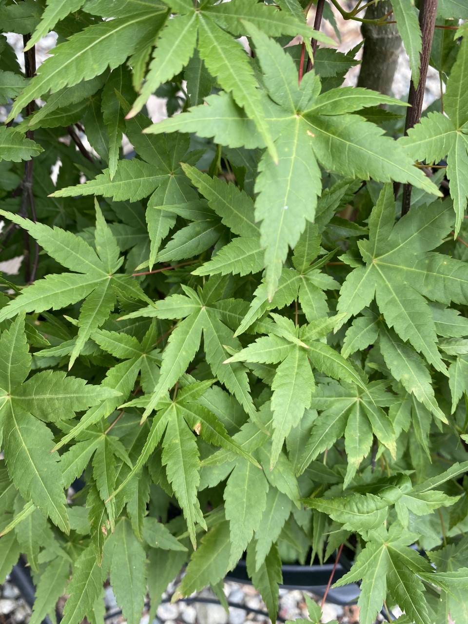 Acer palmatum 'Ryusen' PP18501