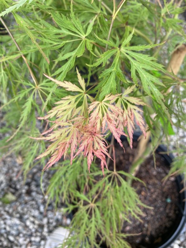 Acer palmatum var. dissectum 'Viridis'