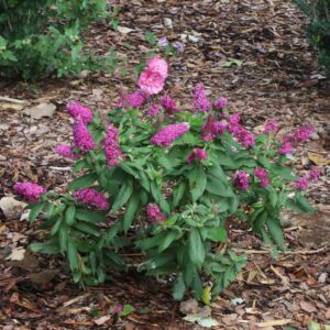 Bush with bright pink feathery flower plumes and a pink hibiscus bloom in a mulched garden bed.