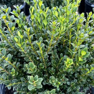Buxus microphylla 'Little Missy' PP24703