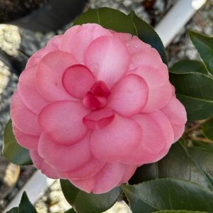Camellia japonica 'Early Autumn'