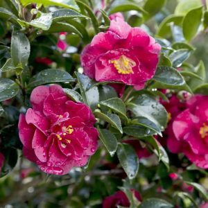 Camellia OM Ruby