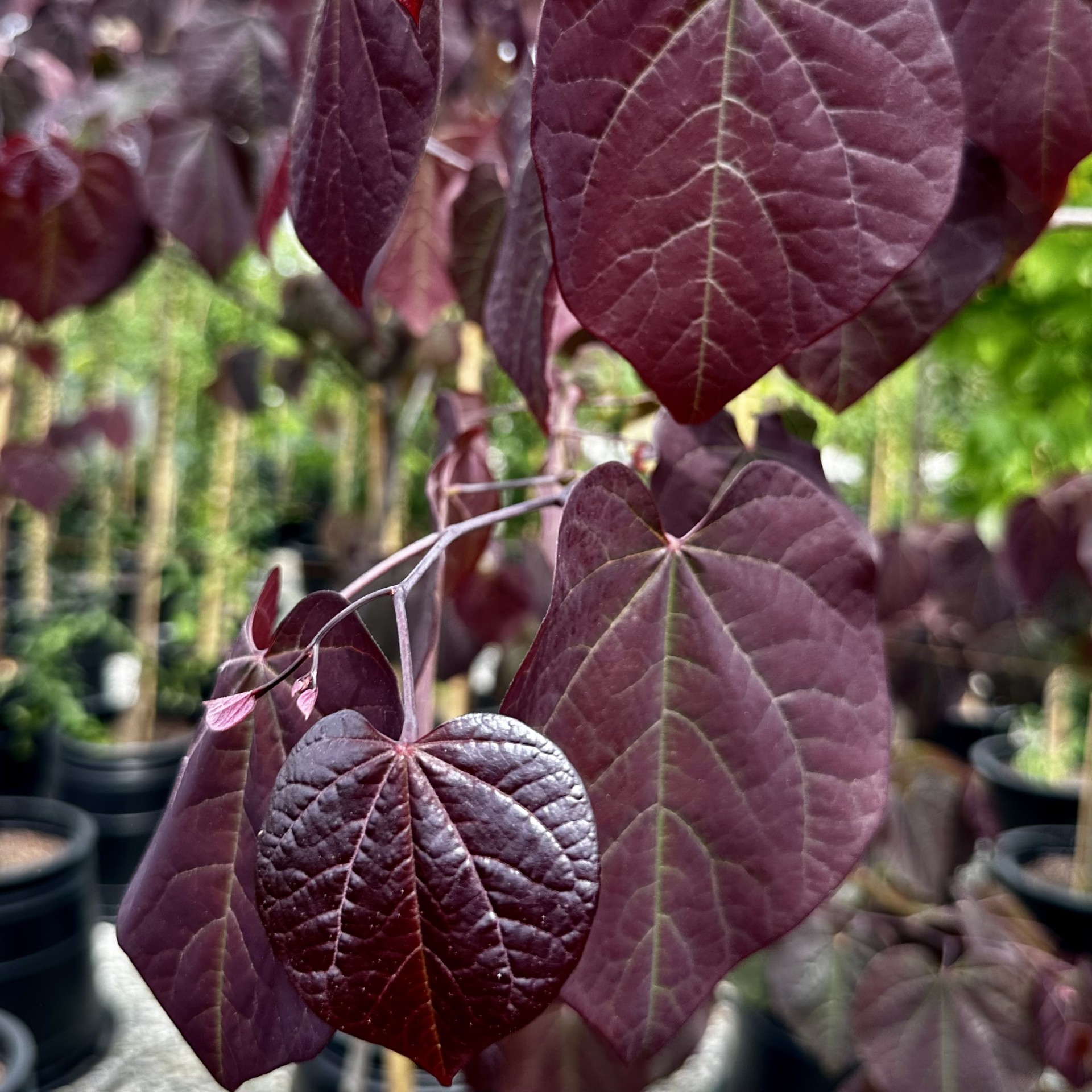 Cercis canadensis 'JN16' Black Pearl™ PP28627