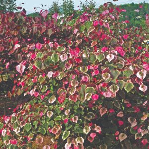 Cercis canadensis 'NCCC1' Carolina Sweetheart™ PP27712