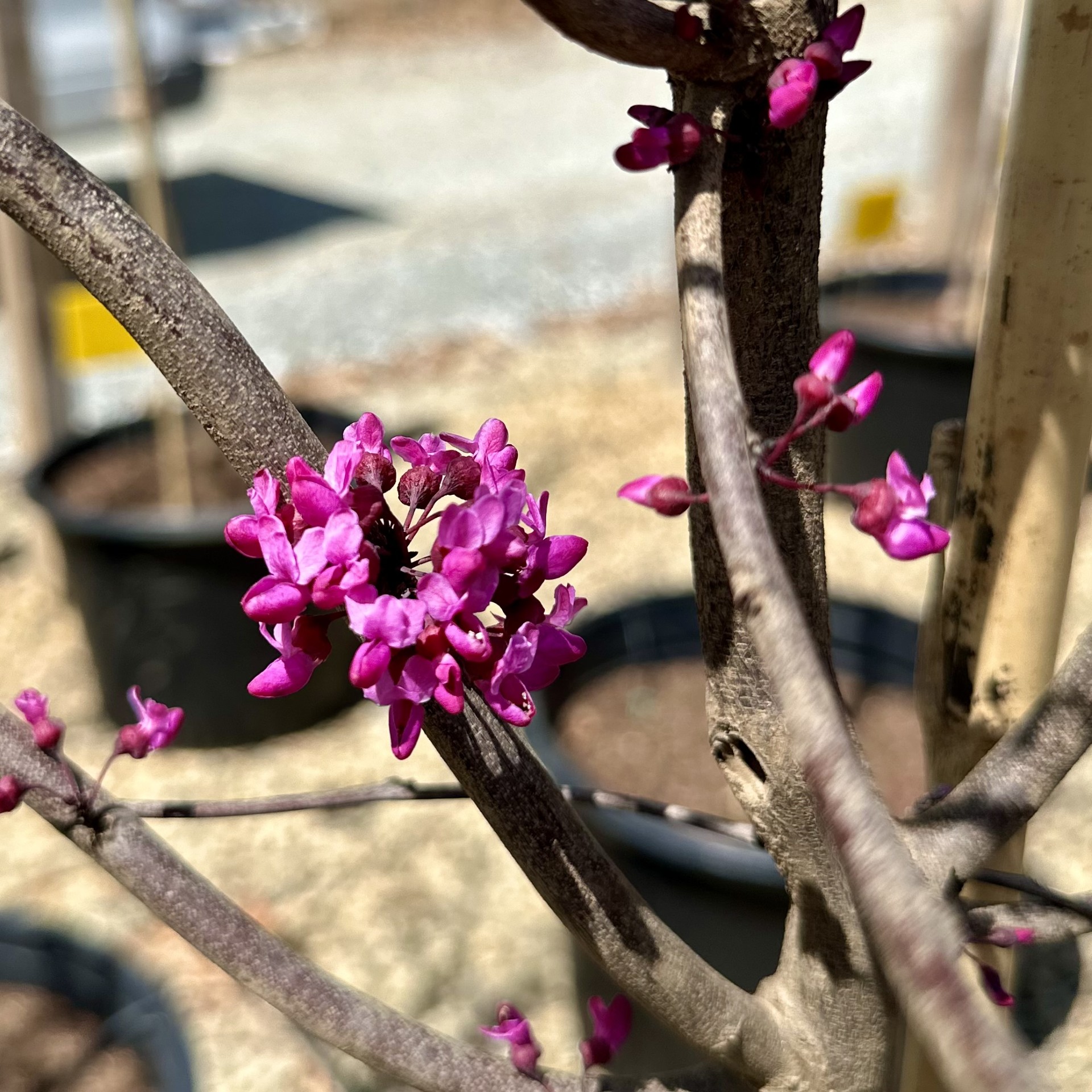 Cercis canadensis 'NC2016-2' Flame Thrower® PP31260 - Image 2
