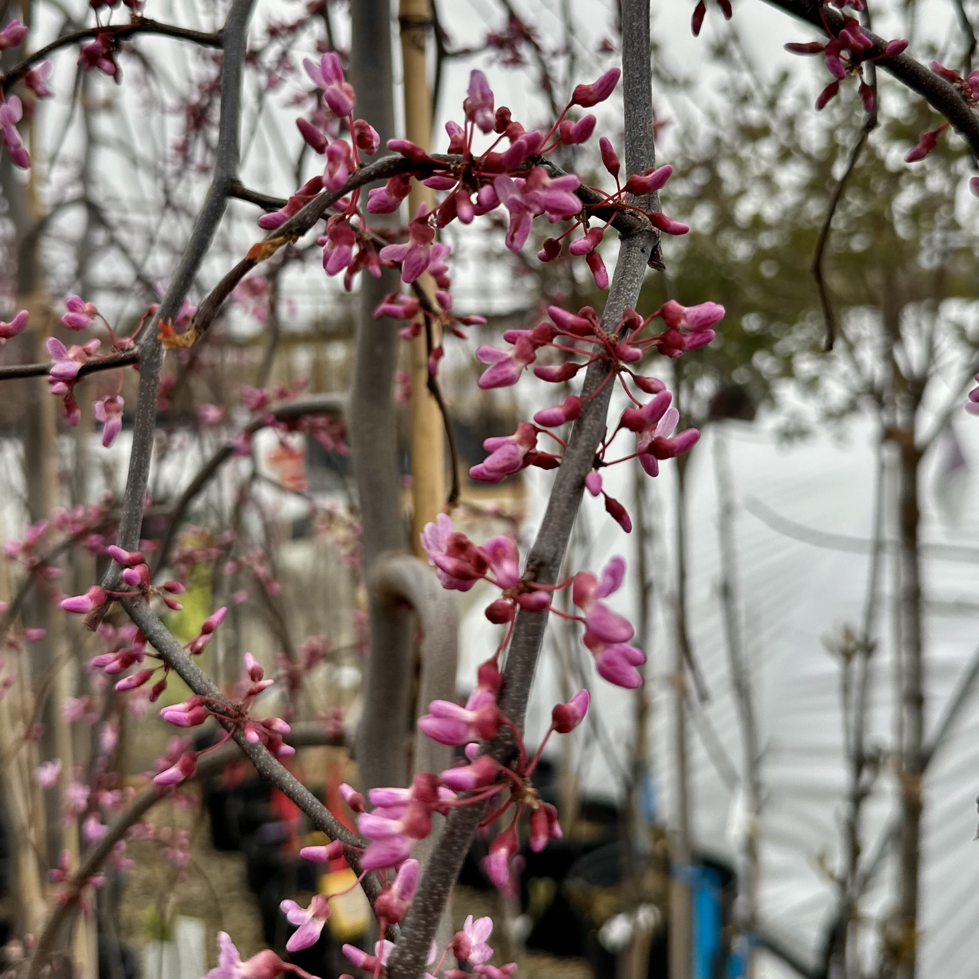 Cercis canadensis 'NC2015-12' Golden Falls™ PP31658 - Image 2
