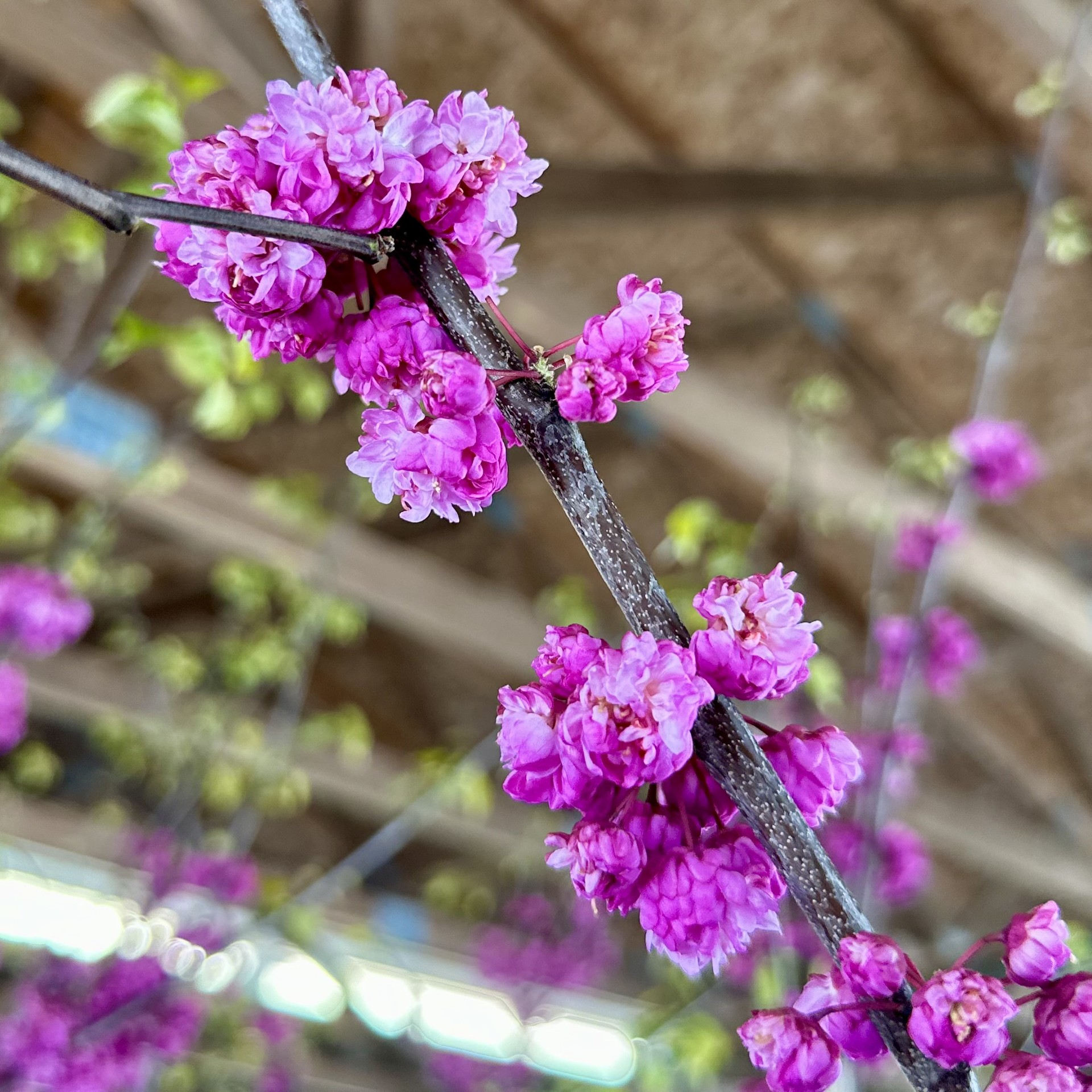 Cercis x 'Pink Pom Poms' PP27630 - Image 2
