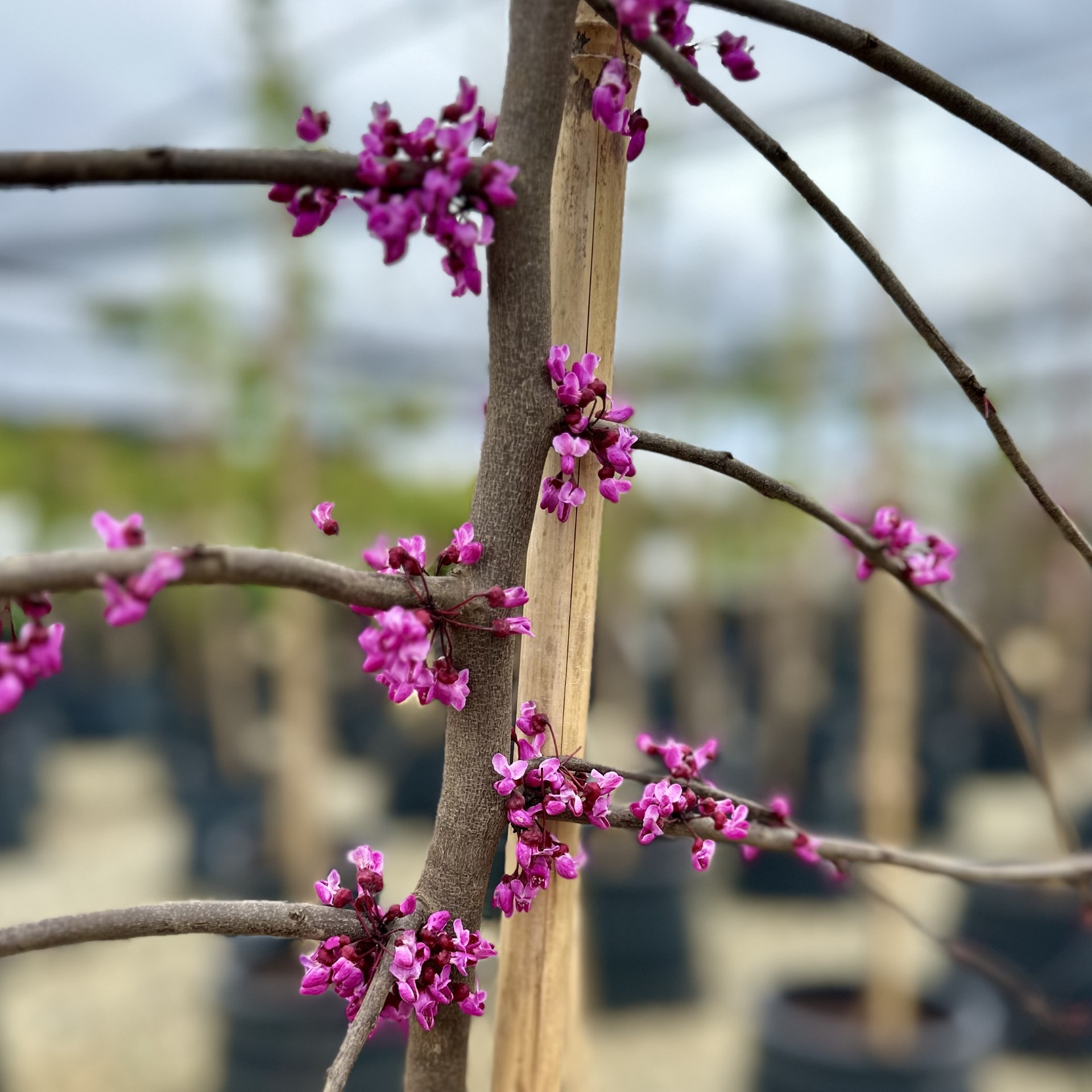 Cercis canadensis 'Ruby Falls' PP22097 - Image 2