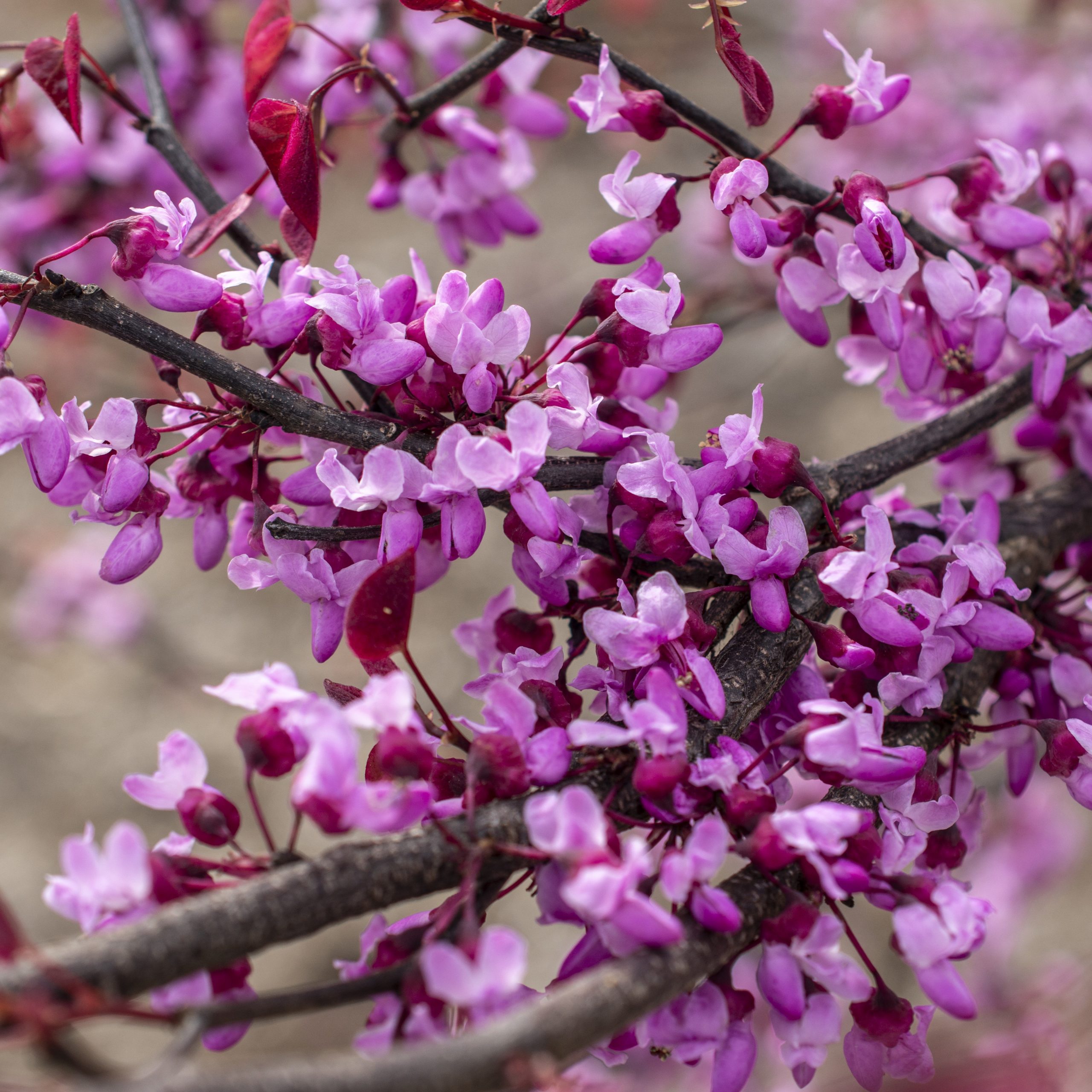 Cercis canadensis 'NCCC1' Carolina Sweetheart™ PP27712 - Image 2