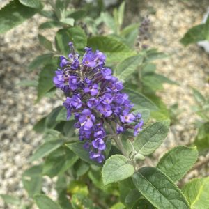Buddleia x 'Podaras #8 'Flutterby Petite® Blue Heaven PP22069
