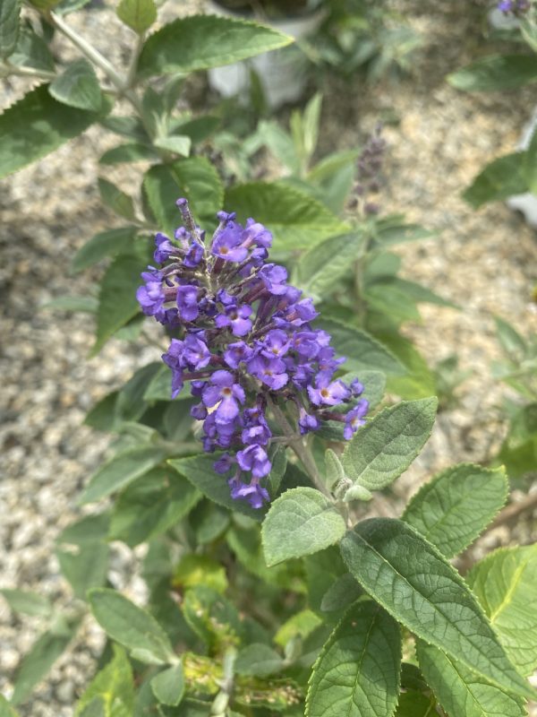Buddleia x 'Podaras #8 'Flutterby Petite® Blue Heaven PP22069