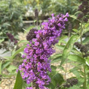 Buddleia x 'Podaras #13 'Flutterby Petite® Tutti Fruitti PP22177