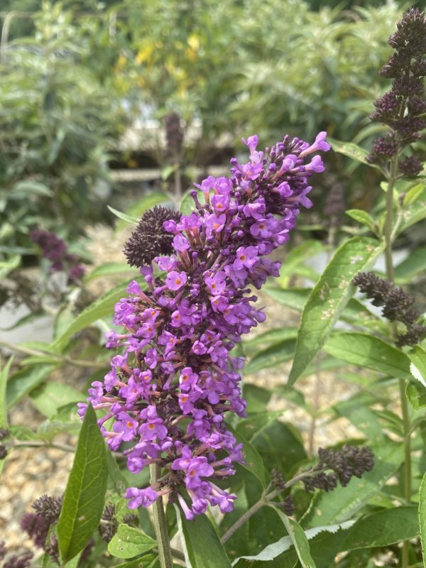 Buddleia x 'Podaras #13 'Flutterby Petite® Tutti Fruitti PP22177