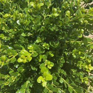 Buxus microphylla 'Faulkner'
