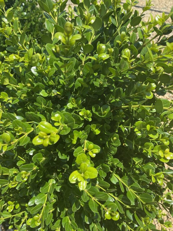 Buxus microphylla 'Faulkner'
