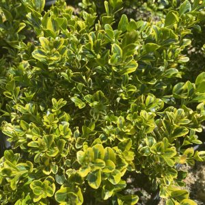 Buxus microphylla 'Golden Triumph'