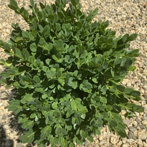 Buxus x 'Conrowe' Gordo™ PP19927