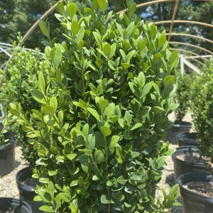 Buxus sempervirens 'Graham Blandy'