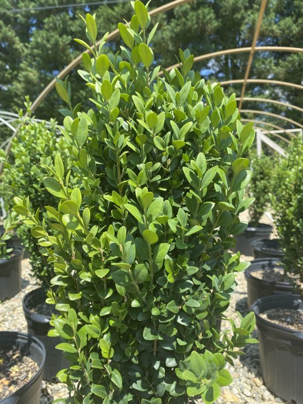 Buxus sempervirens 'Graham Blandy'