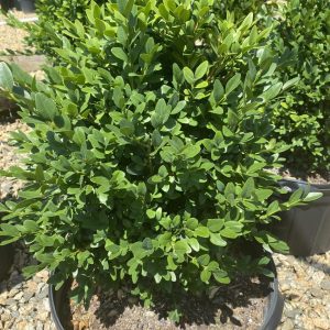 Buxus sempervirens 'Millstone Tower'
