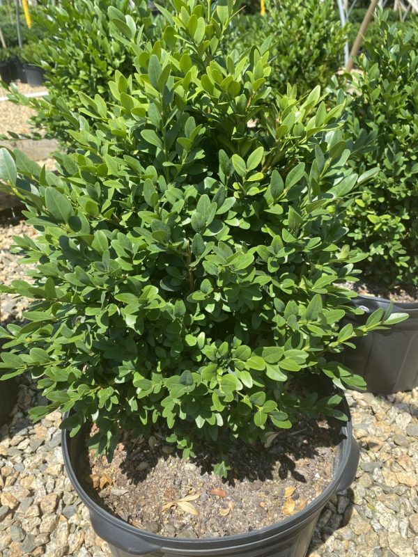Buxus sempervirens 'Millstone Tower'