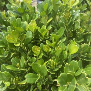 Buxus harlandii 'Richard'