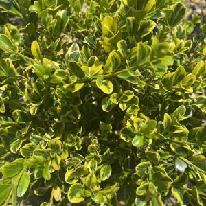Buxus sinica var. insularis 'Sunburst'