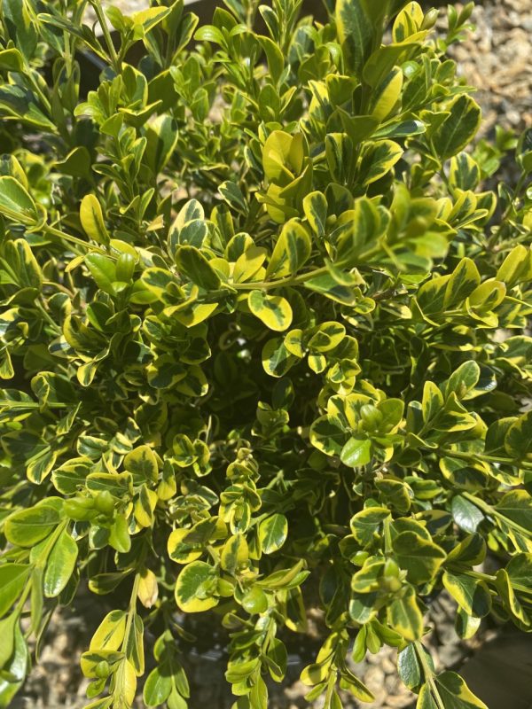 Buxus sinica var. insularis 'Sunburst'