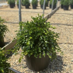 Buxus sempervirens 'Unraveled'