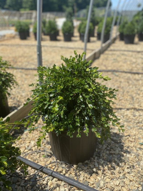 Buxus sempervirens 'Unraveled'
