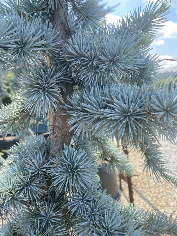 Cedrus atlantica 'Glauca'