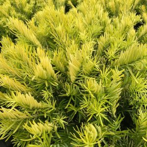 Cephalotaxus harringtonia 'Golden Dragon'