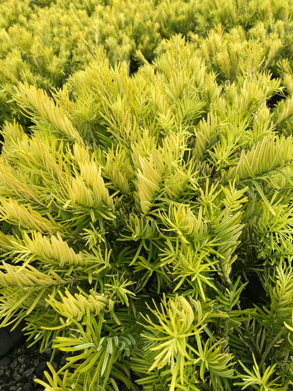 Cephalotaxus harringtonia 'Golden Dragon'